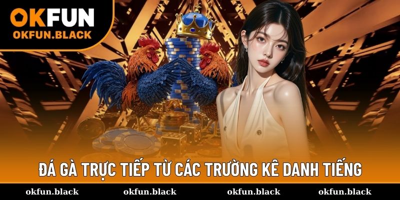 Đá gà được truyền phát trực tiếp từ các trường kê danh tiếng